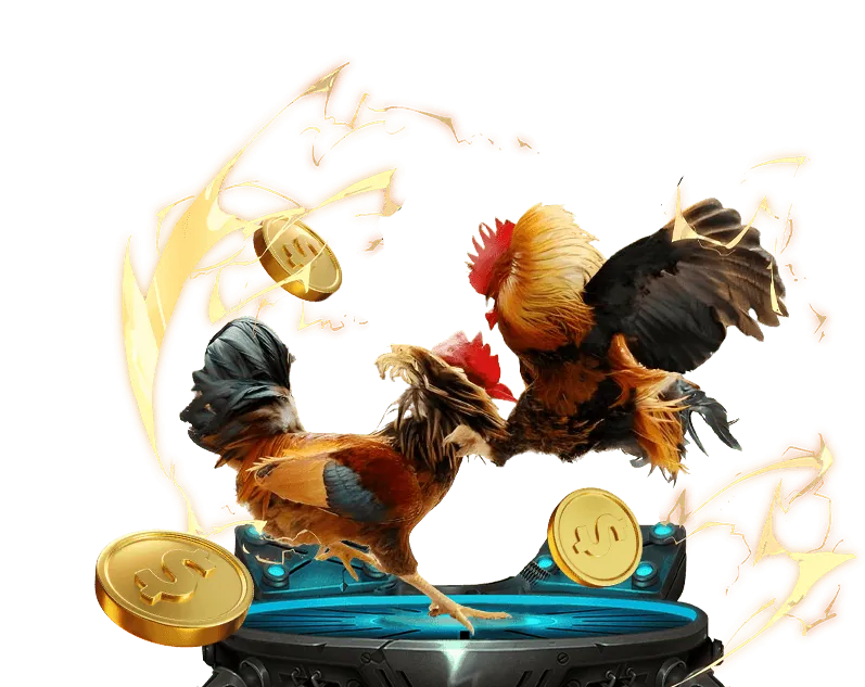 Trực tiếp đá gà chất lượng cao